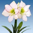 floare amaryllis picotee alb contur rosu 110x110