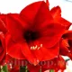 floare amaryllis red lion rosu intens