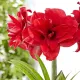 inflorire iarna amaryllis amarantia cadou