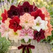 Pachet Bulbi Amaryllis Premium Mix10 (Hippeastrum) - Toamna pachet bulbi amaryllis de toamna mix 10 flori uriașe 110x110