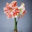 Bulbi Amaryllis Dancing Queen (Hipperastrum) - Toamna plantare amaryllis dancing queen toamna pret 110x110