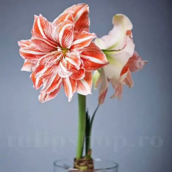plantare amaryllis dancing queen toamna pret
