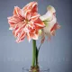 plantare amaryllis dancing queen toamna pret