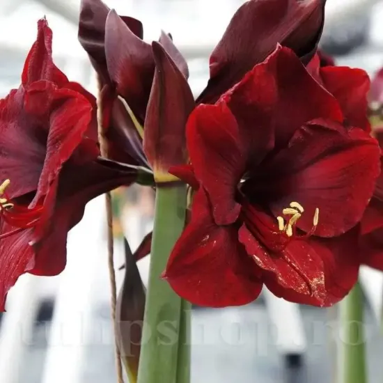 pret bulbi amaryllis benfica craciun