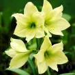 pret bulbi amaryllis limona iarna 110x110