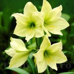 Bulbi Amaryllis Limona (Hipperastrum) - Toamna