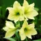Bulbi Amaryllis Limona (Hipperastrum) - Toamna