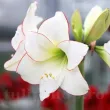 pret bulbi amaryllis picotee craciun 110x110