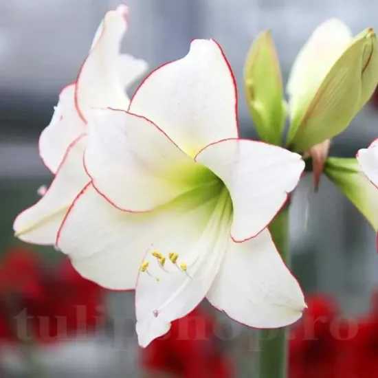 pret bulbi amaryllis picotee craciun