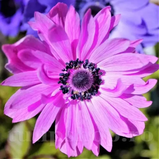 bulbi anemone admiral gradina roz primavara