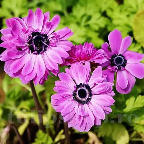 bulbi anemone admiral petale roz magenta primavara