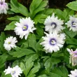 Bulbi Anemone Blue Eyes - Primavara bulbi anemone blue eyes floare batuta alba violet primavara 110x110