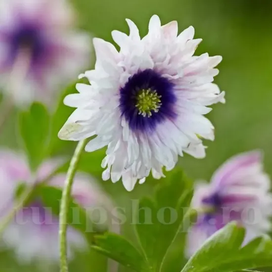 bulbi anemone blue eyes alb centru albastru primavara