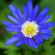 Bulbi Anemone Blue Shades - Primavara bulbi anemone blue shades covor floral gradina primavara 110x110
