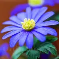 Bulbi Anemone Blue Shades