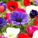 bulbi anemone de caen mix multicolor primavara