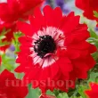 bulbi anemone governor aspect bujor primavara 110x110