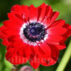 Bulbi Anemone Governor