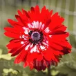 bulbi anemone governor rosu aprins inel alb gradina primavara 110x110
