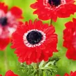 bulbi anemone governor rosu batut primavara 110x110
