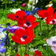 bulbi anemone hollandia aspect mac salbatic primavara 110x110