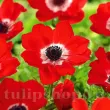 bulbi anemone hollandia rosu inel alb primavara 110x110