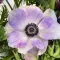 Bulbi Anemone Mistral Rarity - Primavara