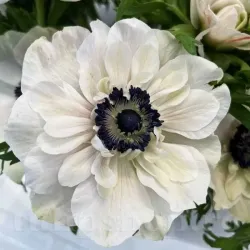 Bulbi Anemone Mistral Panda