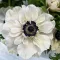 Bulbi Anemone Mistral Panda - Primavara