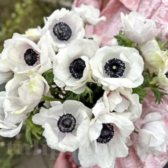 bulbi anemone mistral panda flori taiate aranjamente nunta primavara