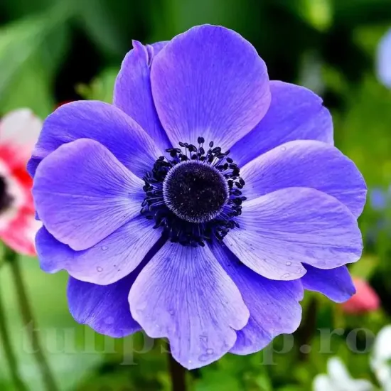 bulbi anemone mr fokker albastra centru negru gradina primavara