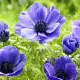 bulbi anemone mr fokker albastru violet primavara