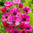 Bulbi Anemone Sylphide - Primavara bulbi anemone sylphide aspect mac roz primavara 110x110