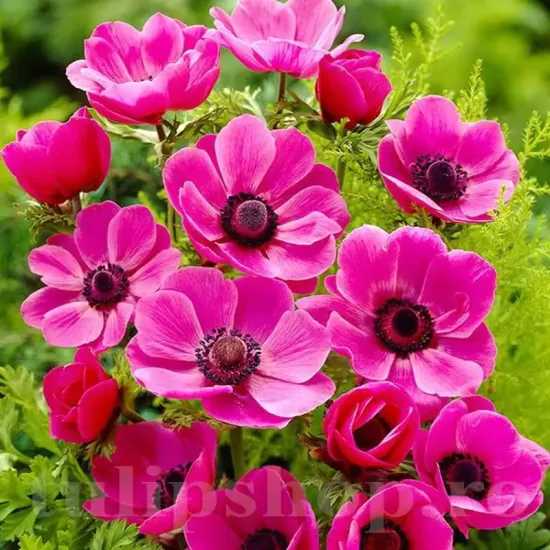 bulbi anemone sylphide aspect mac roz primavara