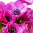 Bulbi Anemone Sylphide - Primavara bulbi anemone sylphide decor gradina roz primavara 110x110