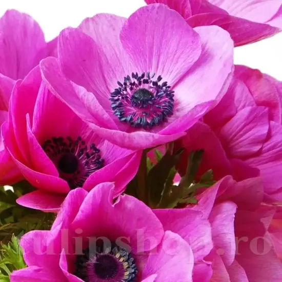 bulbi anemone sylphide decor gradina roz primavara