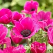 Bulbi Anemone Sylphide - Primavara bulbi anemone sylphide roz fucsia primavara 110x110