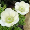 Bulbi Anemone The Bride