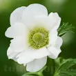 Bulbi Anemone The Bride - Primavara bulbi anemone the bride decor gradina alba primavara 110x110