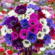 anemona coronaria mix 50 bulbi flori primavara vara 110x110