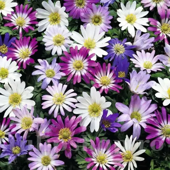 Bulbi Anemone Blanda Mix anemone blanda mix bulbi naturalizare gazon
