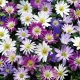 Bulbi Anemone Blanda Mix anemone blanda mix bulbi naturalizare gazon