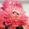 Bulbi Anemone Levante Rosa