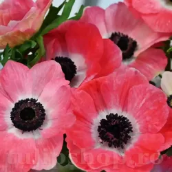 Bulbi Anemone Mistral Rosa Shocking