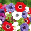 Bulbi Anemone de Caen Mix