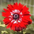 Bulbi Anemone Governor