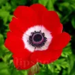 anemone hollandia bulbi gradina exterior 110x110