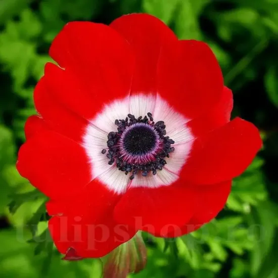 anemone hollandia bulbi gradina exterior