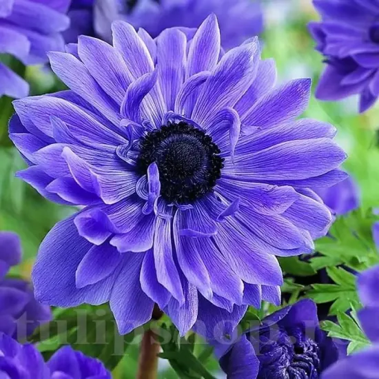 Bulbi Anemone Lord Lieutenant anemone lord lieutenant bulbi exterior gradina
