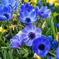 Bulbi Anemone Mr. Fokker